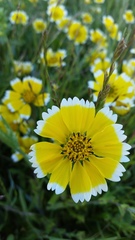 Layia chrysanthemoides