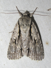 Acronicta texana