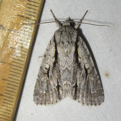 Acronicta texana