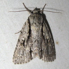 Acronicta texana