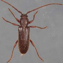 Anelaphus moestus