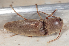 Diplostethus texanus