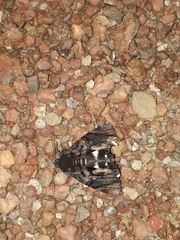 Catephia linteola