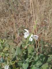 Salvia argentea