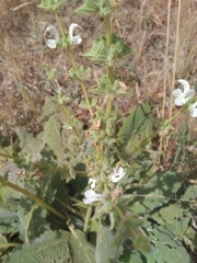 Salvia argentea