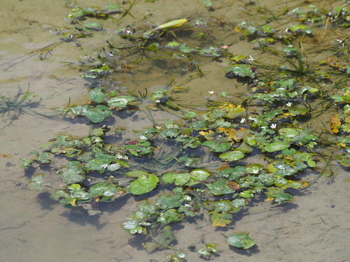 Nymphoides coreana (Nymphoides coreana)