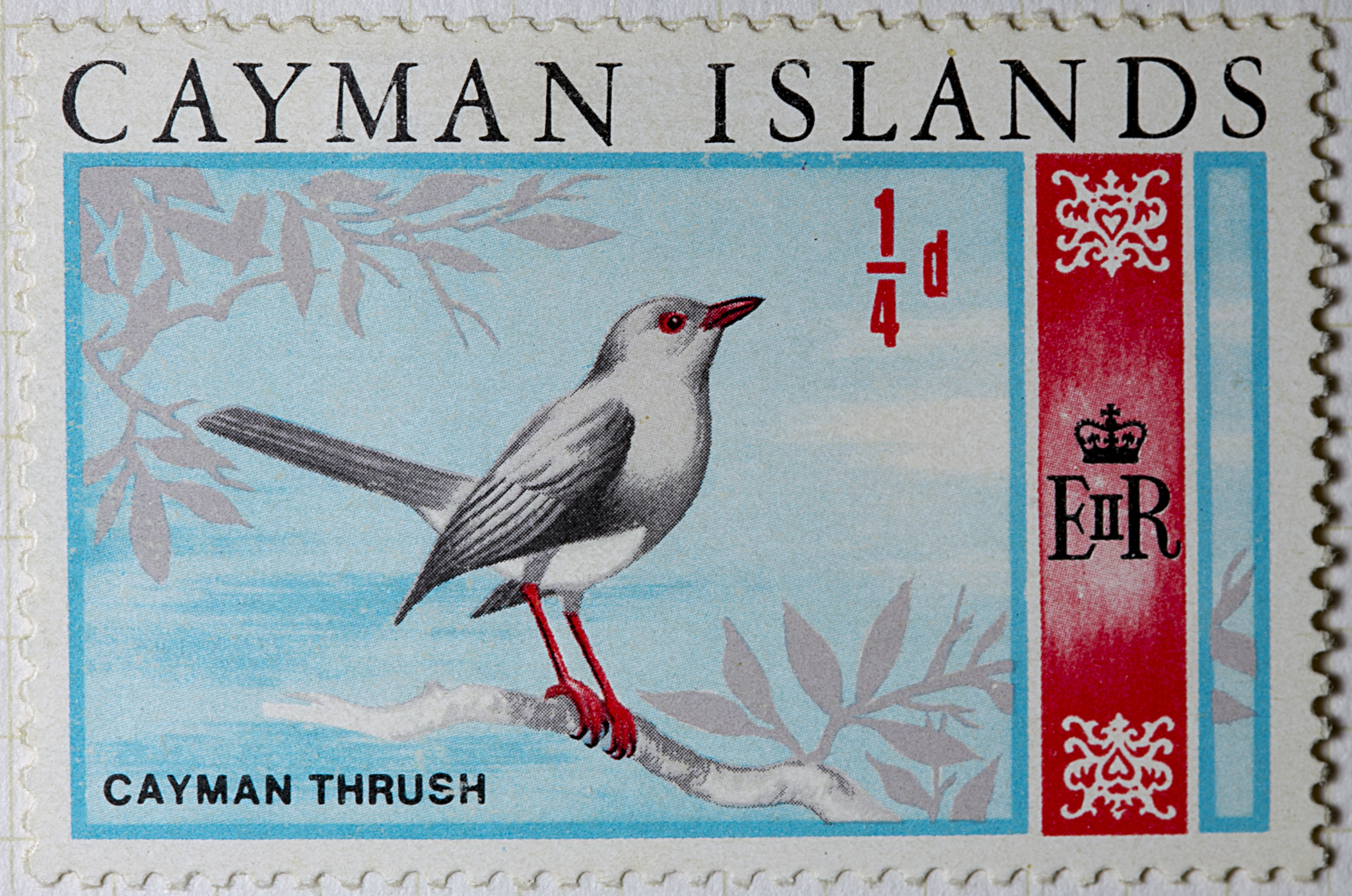 Grand Cayman Thrush illustration