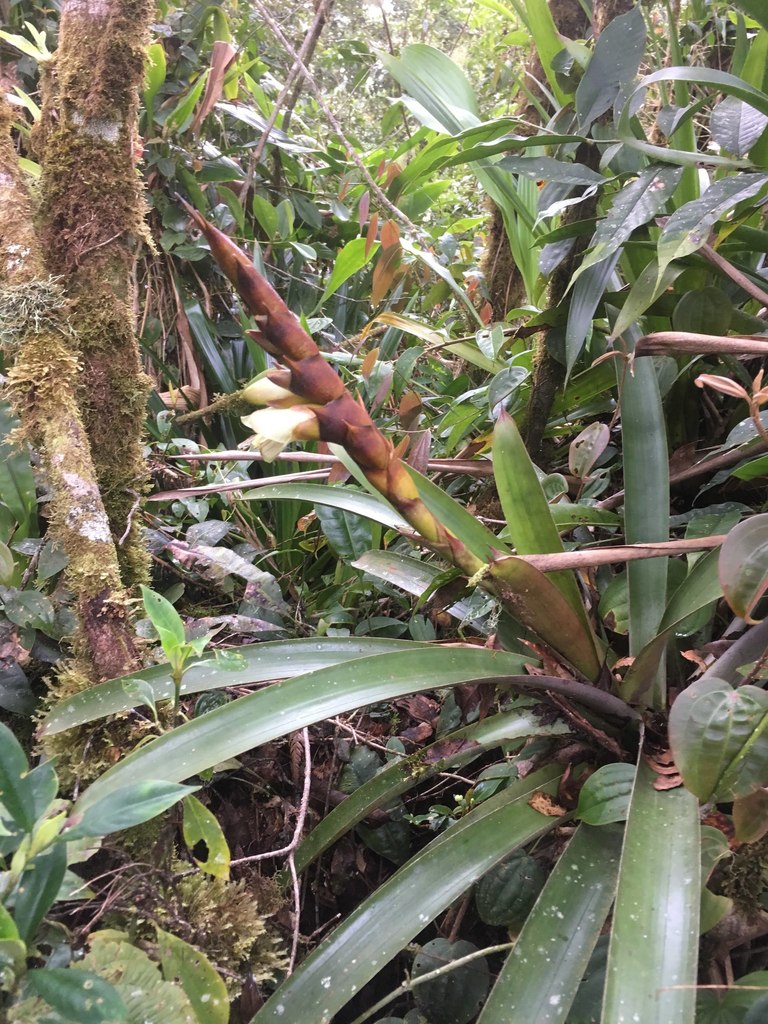 Werauhia burgeri