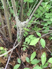 Malacosoma americana