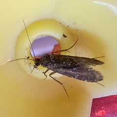 Annulipalpia