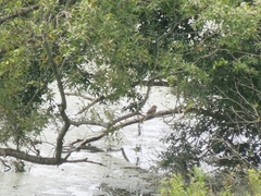 Lanius bucephalus