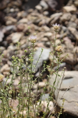 Monardella mojavensis