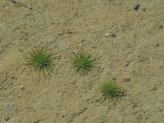 Eriocaulon cinereum