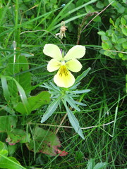 Viola lutea sudetica