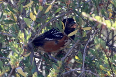 Pipilo maculatus megalonyx