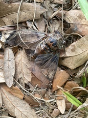 Megatibicen resonans