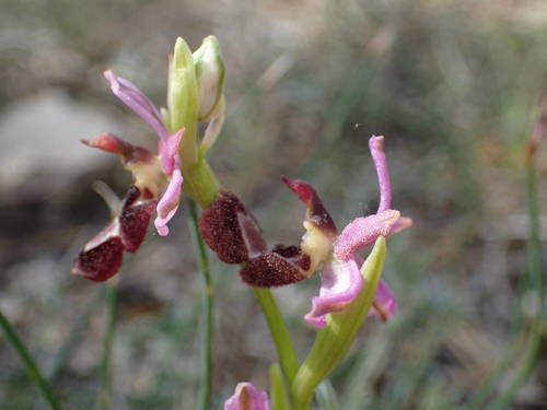 Representative image of Ophrys bertolonii