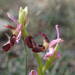 Ophrys bertolonii - Photo (c) Sylvain Piry, alguns direitos reservados (CC BY-NC), uploaded by Sylvain Piry
