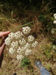 Pimpinella