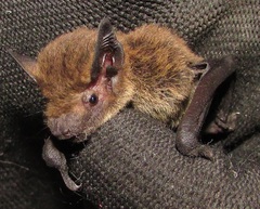 Great Pipistrelle photo 3
