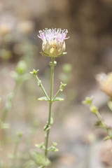 Monardella mojavensis