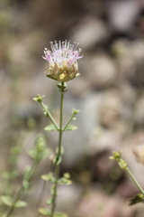 Monardella mojavensis