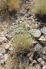 Monardella mojavensis