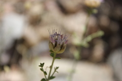 Monardella mojavensis