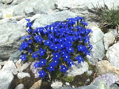 Gentiana bavarica subacaulis