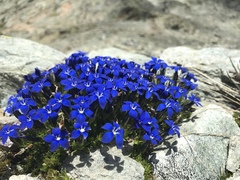Gentiana bavarica subacaulis