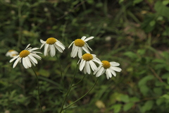 Tanacetum corymbosum