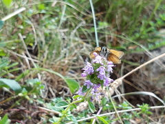 Thymelicus sylvestris