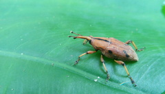 Metaprodioctes formosanus