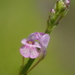 Dopatrium junceum - Photo no hay derechos reservados, subido por 葉子