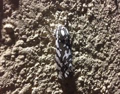 Arachnis dilecta