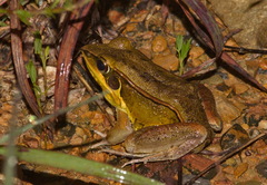 Humerana lateralis