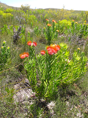 Leucospermum erubescens