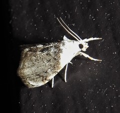 Lipocosmodes fuliginosalis