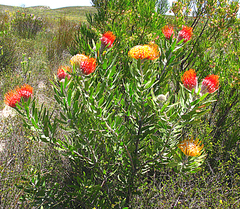 Leucospermum erubescens