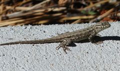 Sceloporus graciosus vandenburgianus