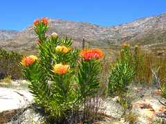 Leucospermum erubescens