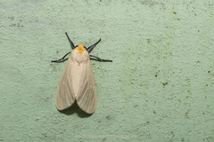 Pareuchaetes pseudoinsulata