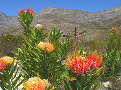 Leucospermum erubescens
