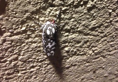 Arachnis dilecta