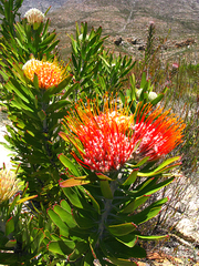 Leucospermum erubescens