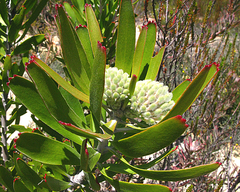 Leucospermum erubescens