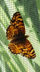 Phyciodes mylitta