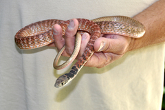 Masticophis flagellum piceus