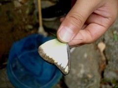 Appias lyncida eleonora