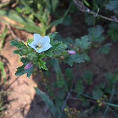 Anisodontea biflora
